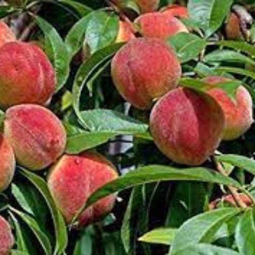 Peach/Aadu Fruit Plant Manufacturer & Supplier in India